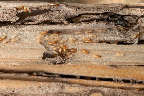 Best Local Pest Control Services  in Martinez, CA