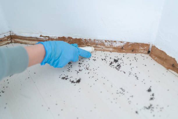 Best Emergency Pest Control  in Martinez, CA